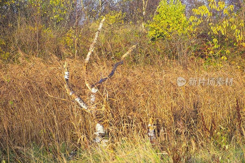 荷兰弗里斯兰的Schiermonnikoog Wadden岛盐沼中的桦树